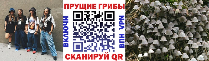 MEGA Семикаракорск Псилоцибиновые грибы прущие грибы